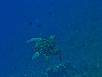 Green sea turtle swimming alone. Free public domain CC0 photo.