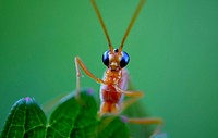 Insect photo. Free public domain CC0 image.