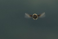 Bumblebee flying, animal photography. Free public domain CC0 image.