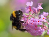 Bumblebee and flower background. Free public domain CC0 image.