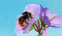 Bee and purple flower background. Free public domain CC0 image.