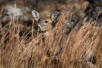 African deer. Free public domain CC0 photo.