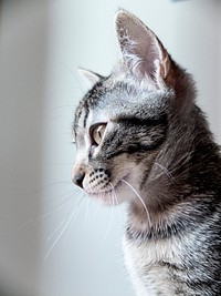 Cute striped cat, animal image, free public domain CC0 photo.