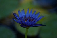 Blue water lily background. Free public domain CC0 photo.