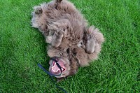 Brown dog playing on grass. Free public domain CC0 photo.