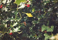 Holly leaf. Free public domain CC0 image.