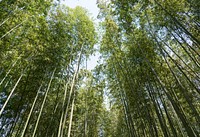 Japanese bamboo forest, background photo. Free public domain CC0 image.