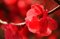 Red flower background. Free public domain CC0 photo.