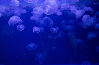 Beautiful bright floating jellyfishes. Free public domain CC0 image.