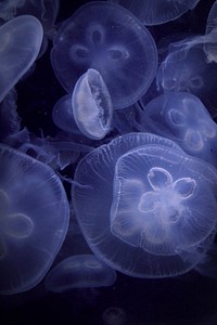 Beautiful bright floating jellyfishes. Free public domain CC0 image.