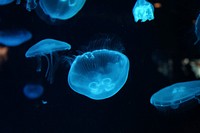 Beautiful bright floating jellyfishes. Free public domain CC0 image.