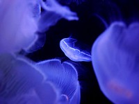 Beautiful bright floating jellyfishes. Free public domain CC0 image.