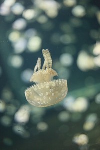 Bright jellyfish floating alone. Free public domain CC0 photo.