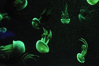 Beautiful bright floating jellyfishes. Free public domain CC0 image.