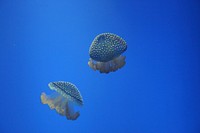 Beautiful bright floating jellyfishes. Free public domain CC0 image.