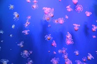 Beautiful bright floating jellyfishes. Free public domain CC0 image.