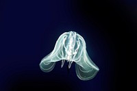 Bright jellyfish floating alone. Free public domain CC0 photo.