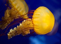 Beautiful bright floating jellyfishes. Free public domain CC0 image.