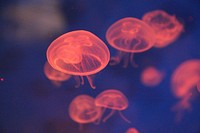 Beautiful bright floating jellyfishes. Free public domain CC0 image.