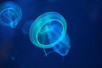 Beautiful bright floating jellyfishes. Free public domain CC0 image.