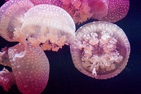 Beautiful bright floating jellyfishes. Free public domain CC0 image.