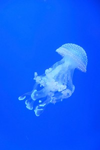 Bright jellyfish floating alone. Free public domain CC0 photo.