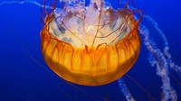 Bright jellyfish floating alone. Free public domain CC0 photo.