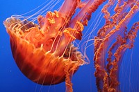 Bright jellyfish floating alone. Free public domain CC0 photo.