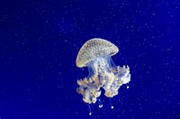 Bright jellyfish floating alone. Free public domain CC0 photo.