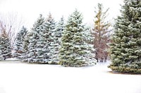 Free snowy forest image, public domain winter CC0 photo.