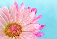 Free pink daisy, water drops image, public domain flower CC0 photo.