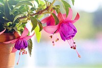 Free fuchsia image, public domain flower CC0 photo.