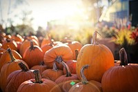 Free pumpkin image, public domain food CC0 photo.