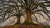 Free thick trees with many branches image, public domain nature CC0 photo.