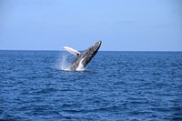 Humpback whale jumping backwards. Free public domain CC0 image.