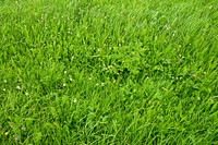 Green grass field. Free public domain CC0 photo.