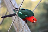 Cute red parrot photo. Free public domain CC0 image.