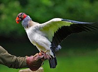 King vulture, bird photography. Free public domain CC0 image.