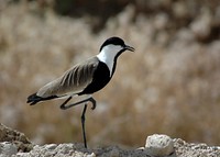 Lapwing, bird photography. Free public domain CC0 image.