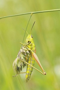 Grasshopper photo. Free public domain CC0 image.