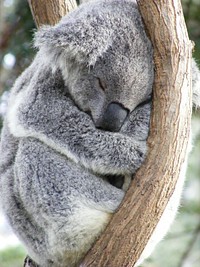 Cute koala bear, Australian animal. Free public domain CC0 photo.