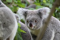 Cute koala bear, Australian animal. Free public domain CC0 photo.