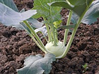 Kohl rabi vegetable. Free public domain CC0 photo