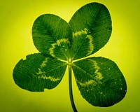 Clover leaf macro photo. Free public domain CC0 image.