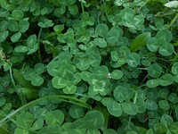 Clover leaf bush closeup. Free public domain CC0 image.