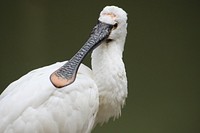 Royal spoonbill, bird photography. Free public domain CC0 image.