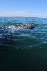 Whale mouth peeking above water. Free public domain CC0 photo.