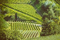 Agricultural vineyard. Free public domain CC0 photo.