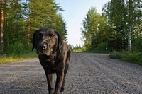 Black dog on road. Free public domain CC0 photo.