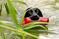 Black labrador retriever grabbing red toy and swimming. Free public domain CC0 photo.